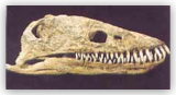 Plesiosaur Skull