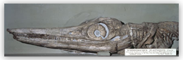 Temnodontosaurus Platyodon (Icthyosaur Skull)